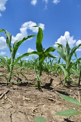 Sticker - Corn Field