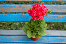 Royal Pelargonium Of Grandiflora Varieties Vienna With Large Scarlet Flowers By The Old Blue Garden Benches In The Garden.