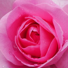 Closeup Of A Pink Gertrude Jekyll Rose Flower
