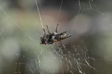 Wall Mural - the fly is caught in the spider's web, but the spider does not know about it yet, the prey is in the nets.