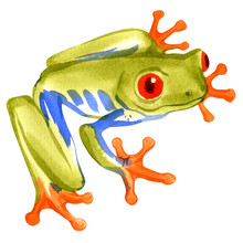 Watercolor Painting Of Tree Frog Isolated On White Background. Original Stock Illustration Of Amphibian.