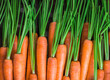 Carrot closeup fresh colorful large arrangement in market with green branches overhead studio shot