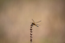 Four Spotted Chaser Dragonfly, Libellula Quadrimaculata, Female