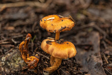 Two Orange Mushrooms In The Middle Of The Forest, In Portugal