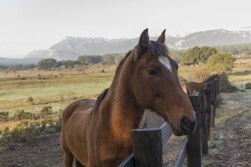 Wall Mural - horse