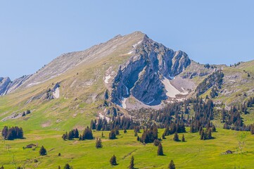 Sticker - Trees on the mountains of Swiss Alps, Switzerland