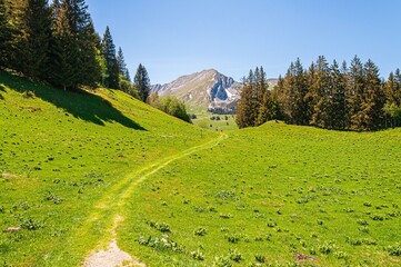 Sticker - Trees on the mountains of Swizz Alps in Switzerland