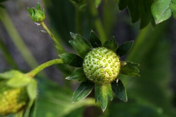 Immature green garden strawberry fruit, latin name Fragaria Ananassa,  growing in garden during late spring season, front view. 