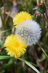 Sticker - An enlarged image of the dandelion fluff.