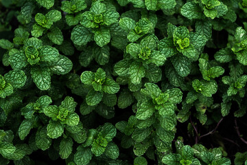 Close Up of Mint Leaves