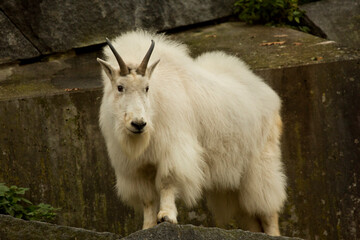 Wall Mural - Mountain goat (Oreamnos americanus).