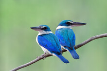 White-collared Kingfisher, Beautiful Pair Of Bright Blue And Turquoise Bird
