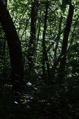 Wall Mural - trees