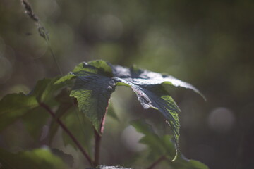 Wall Mural - Leaves