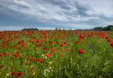 Fototapeta Maki - in foreground is a field with poppies and the sky is cloudy