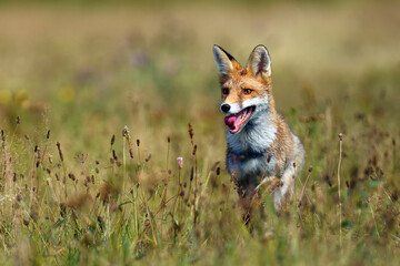 Poster - The red fox (Vulpes vulpes) looks for food in a meadow. Young red fox on green field with dark spruce forest in background.Young fox with orange fur in colorful meadow flowers.