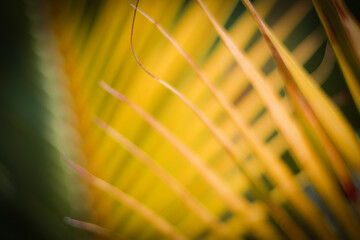 Wall Mural - Yellow abstract coconut leaf background

