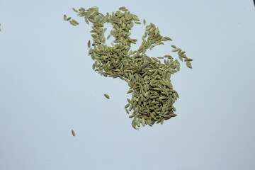 green fennel foeniculum vulgare isolated on a white background