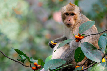 Wall Mural - The monkey eatting food on tree in thailand