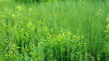 Natural Landscape - A Fragment Of A Large Swamp Overgrown With Plants - Horsetail, Natural Background