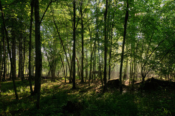  Sunbeam entering rich deciduous forest