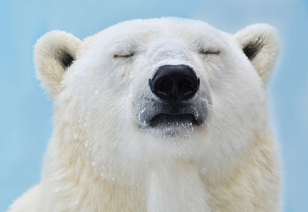 Wall Mural - polar bear close up