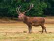 A slag Deer in the nature