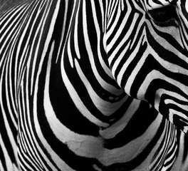 Zebra portrait