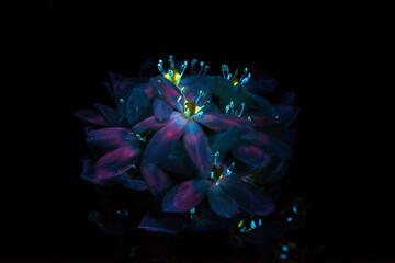 Black pearl lily under ultraviolet 2