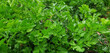 Parsley or petroselinum crispum growing in the ground. Green apium graveolens leaves.