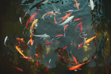 Golden Carps And Koi Fishes In The Pond