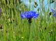 roslina o niebieskich kwiatach o nazwie chaber blawatek rosnaca przy drodze polnej w miejscowosci fasty na podlasiu w polsce
