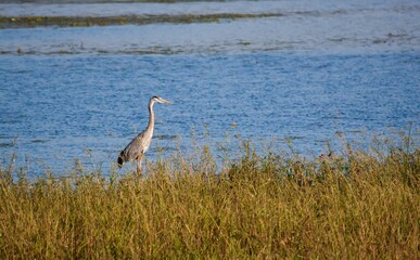 Wall Mural - Great blue heron standing on a field of grass behind the water