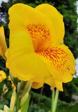 Yellow Canna Flower In The Garden