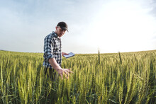 male agronomist in cap takes notes in a notebook on a green agricultural field of wheat