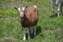 Goat On A Farmland In The Netherlands As Domesic Mammal