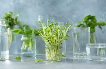 fresh pea microgreens in a glass jar