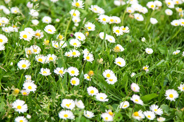 field of white daisies in spring