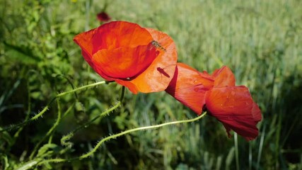 Wall Mural - coquelicots soufflés par le vent