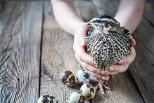 Rustic Background With A Quail In Female Hands And Quail Eggs Beside. Copy Space.
