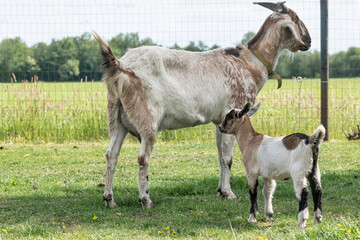 One, white, brown horned, baby goat kids, standing next to the mother, selective focus