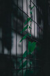 © Karim - Guarda questo verde