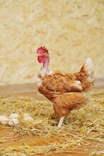 Transylvanian Bare-necked Chicken On The Background Of A Chicken Coop, Hay And Eggs On A