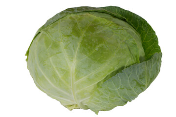 Wall Mural - A large head of cabbage is shown in close-up.