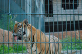 Fototapeta  - Tiger at Baluarte zoo in Vigan, Ilocos Sur, Philippines