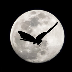 Vector silhouette of flying butterflies on moon background. Symbol of night.