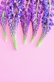 Fototapeta Motyle - Wild flowers violet lupin on a pink background. Top view, flat lay