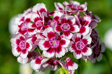 Dianthus barbatus beautiful ornamental flowering plants, group of bright pink purple white flowers in bloom