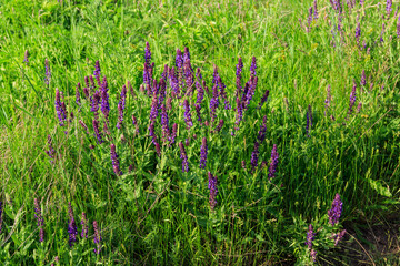 Canvas Print - Woodland sage or Balkan clary (Salvia nemorosa) on a green meadow