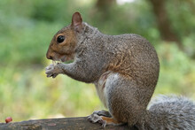 Portrait Of An Eastern Gray Squirrel (sciurus Carolinensis) Sitting On A Park Bench While Eating A Nut.